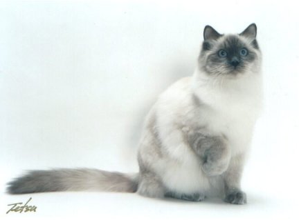 blue colorpoint Ragdoll cat