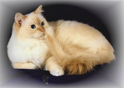 Red Point Mitted Ragdoll Cat