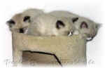 sleep.jpg (9537 bytes)